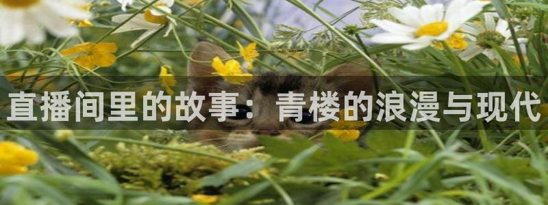 833体育直播在线观看：直播间里的故事：青楼的浪漫与现代